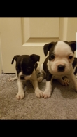 Cute male and female Boston Terrier Puppies